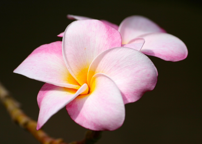 独家分享“开心武汉花辅助器”!(详细开挂教程)