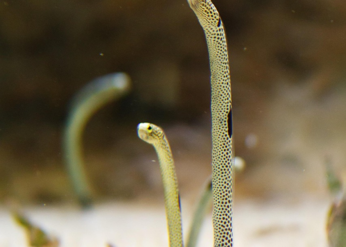 独家发现“鱼虾蟹透视究竟有挂吗”!(果然有透视挂)