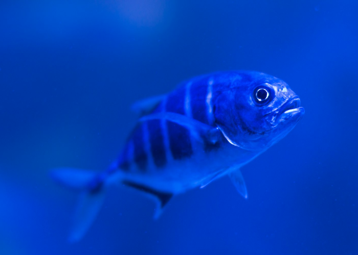 独家发现“鱼虾蟹透视究竟有挂吗”!(果然有透视挂)