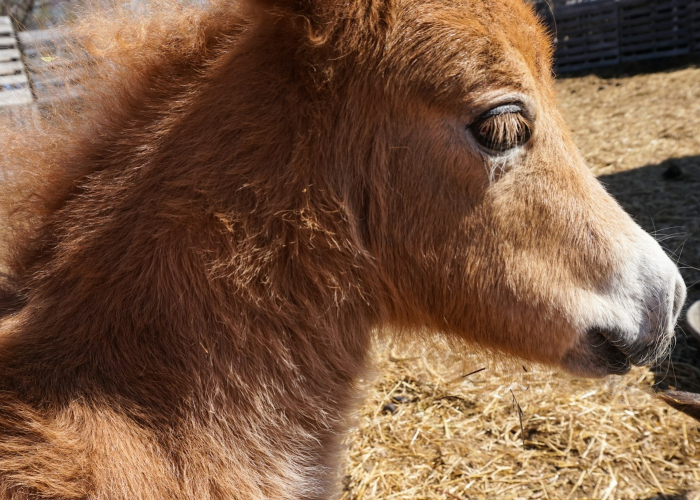实测掌握“越乡游斗牛到底有挂吗”分享装挂步骤技巧