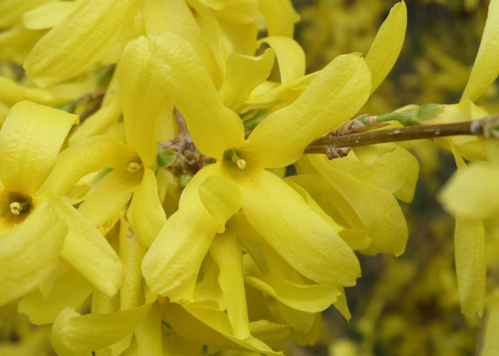 独家发现“毛豆大厅炸/金/花开挂器”!(太坑了果然有挂)