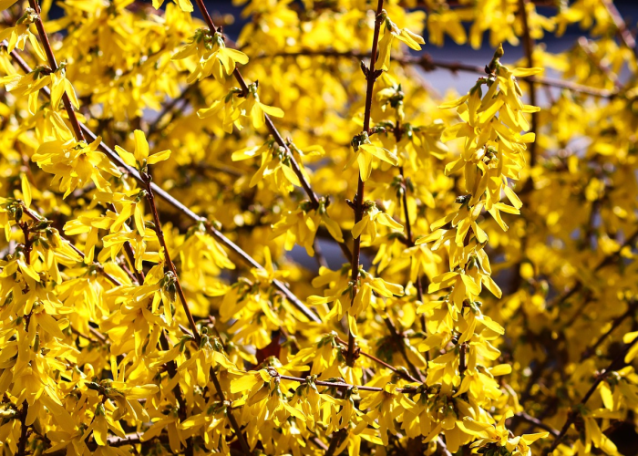 今日重磅消息“飞鹰炸/金/花开挂神器”!(原来真的有挂)