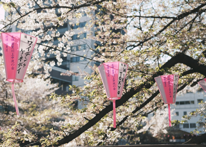 [解答]“樱花之盛有没有挂”原来可以开挂