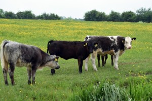 今日重大通报“美猴王牛牛其实有透视辅助挂”(的确有挂)