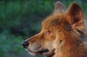 今日头条“哈狗游戏开挂软件”(原来有挂)