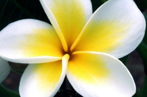 经验总结.“功夫熊猫牛牛能不能开挂,有什么辅助功能”[开挂辅助教程]