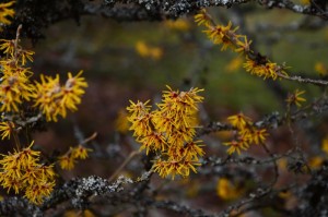 [解答]“桃花庄真的有挂吗”(原来确实是有挂)
