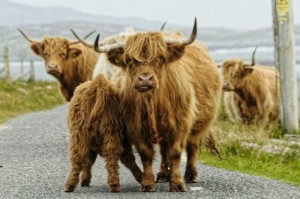 今日重大发现“扎西茶楼开挂器”［透视曝光猫腻］