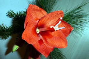 ［解答］“新道游炸/金/花怎么开挂”［详细开挂教程］