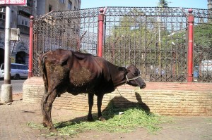 实测分享“新战皇斗牛到底是不是有透视挂吗”(确实有挂)-知乎