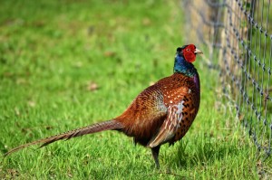 玩家游戏玩法“阿当比鸡有挂吗？”详细开挂教程