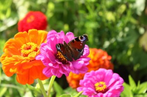 [推荐]“皇豪互娱到底有没有挂”原来可以开挂