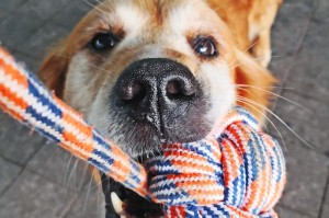 最新消息.“新科乐棋牌怎么开挂”其实真的有挂