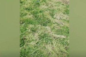 上海疫情大概什么时候能结束啊/上海疫情大概什么时候能结束