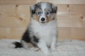 最新消息“衢州都莱有没有挂”猫腻万能辅助器