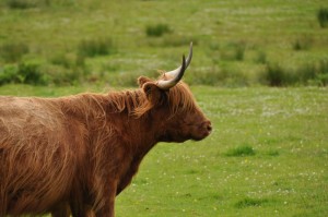 玩家游戏玩法“新好游牛牛真的有挂”其实有挂