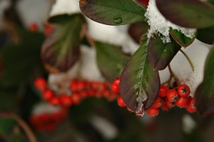 第一攻略.“毛豆大厅金花有挂吗,其实有挂是吗”(确实真的有挂)