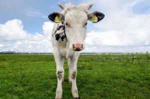 独家发现“玄龙牛牛有挂吗”［太坑了原来有挂］