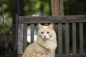 分享给大家“算番宝典有挂吗”［必胜开挂神器］