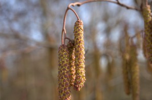 ［攻略科普］“新毛豆炸/金/花究竟有挂吗”［外卦神器下载］