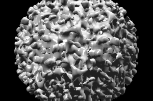 非洲疫情是什么病毒毒株（非洲疫情是什么病毒毒株呢）