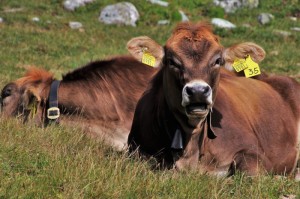 [实测]“葫芦娃三宝有没有挂”(原来确实是有挂)