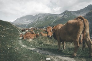 [分享]“新圣游牛牛怎么开挂”开挂详细教程