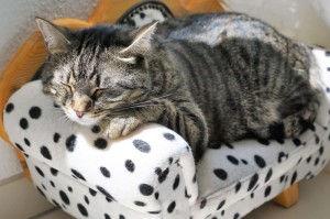 玩家必备攻略“椰岛常胜游戏到底是不是有透视挂”(确实是有挂)-知乎