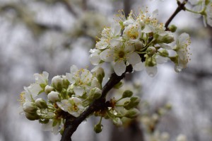 玩家新攻略“樱花众娱辅助软件”原来有挂