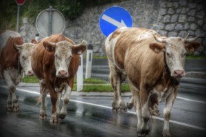 发现一款“新道游牛牛可以开挂吗？”(真的有挂)