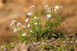 爆料“樱花互粉有挂没”(真的有挂)