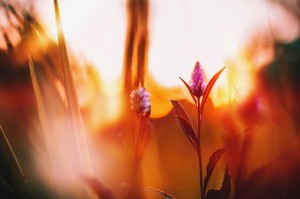 我来教教您“新蛮王炸/金/花究竟有挂吗”［太坑了原来有挂］