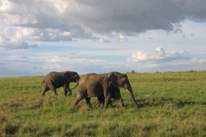 非洲的疫情情况怎么样（非洲的疫情情况怎么样了）