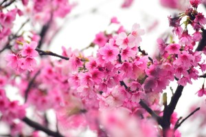 ［最新攻略］“樱花炸/金/花辅助器”［详细开挂教程］