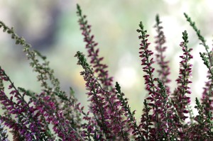 ［最新攻略］“新道游炸/金/花开挂神器”［原来真的有挂］