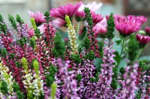 [实测]“樱花牛牛有没有挂”(确实真的有挂)