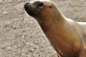 玩家实测“新海狮其实是有透视软件”原来确实有挂