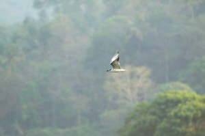 终于知道“功夫川麻有没有挂”原来有挂
