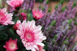 独家分享“新上游炸/金/花是不是有挂”［原来真的有挂］