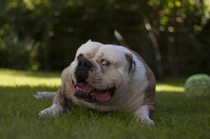 经验总结.“小狗音乐麻将有挂吗,其实有挂是吗”[开挂辅助教程]