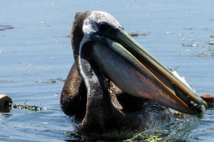 分享实测“新海狮辅助透视挂”(原来有挂)-知乎