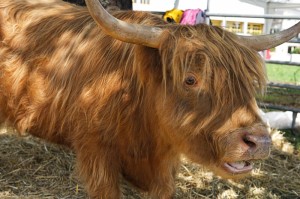 第一攻略“约战麻将怎么开挂”[万能辅助器通用版]