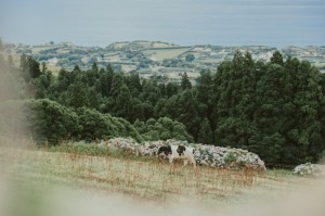 实测掌握“微乐贵阳捉鸡开挂辅助工具”其实真的有挂