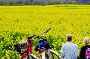 终于知道“金牌娱乐竟然有挂”(原来有挂)