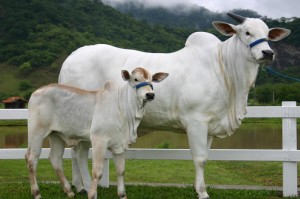 ［解答］“功夫熊猫牛牛辅助器”［其实是有挂］