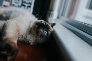 我来教教大家“拱趴大菠萝有没有透视挂吗”详细分享开挂步骤