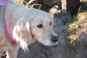 分享给大家“微乐山东麻将怎么开挂”［其实是有挂］