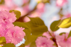 盘点一款“闽乐茶楼有没有挂”详细教程