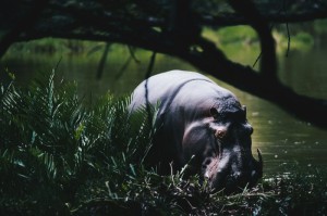 攻略推荐“河马茶馆究竟有没有挂”分享装挂步骤技巧