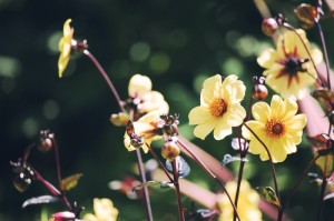 ［揭秘］“开心武汉花有没有挂”［原来真的有挂］